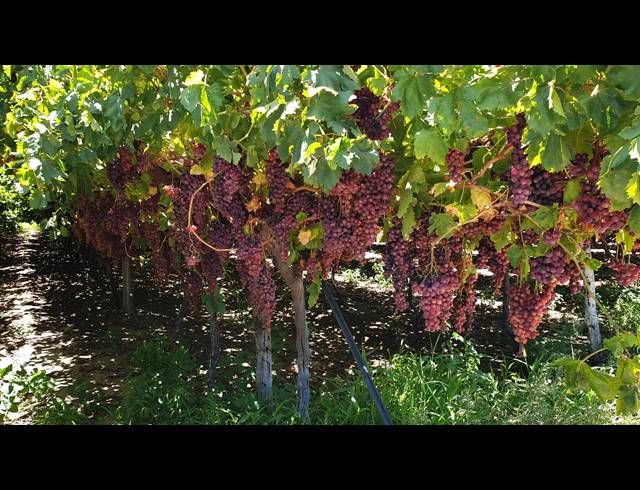 24HA FARM FOR SALE IN VIOOLSDRIF RURAL